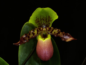 Paphiopedilum Tropic Magic 'Sydney' AM 81